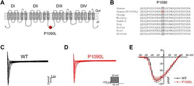 Effects of Mexiletine on a Race-specific Mutation in Nav1.5 Associated With Long QT Syndrome